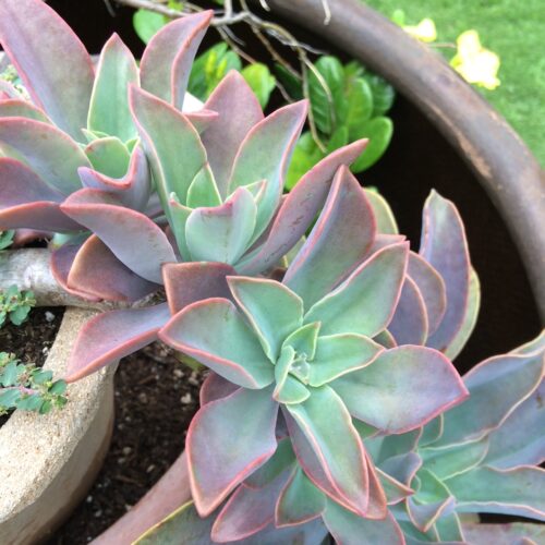 Send your best photos from Maui County to mauiphotos@mauinews.com for a chance to see them featured on our website and in our weekly print edition.